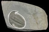 Lower Cambrian Trilobite (Longianda) - Issafen, Morocco #164513-1